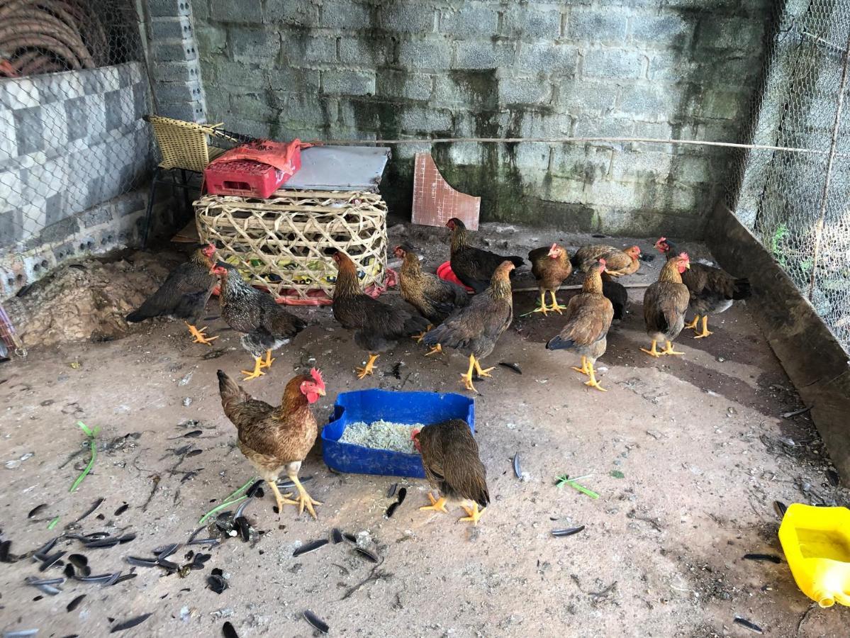 Son Thuy Homestay Hà Giang Zewnętrze zdjęcie